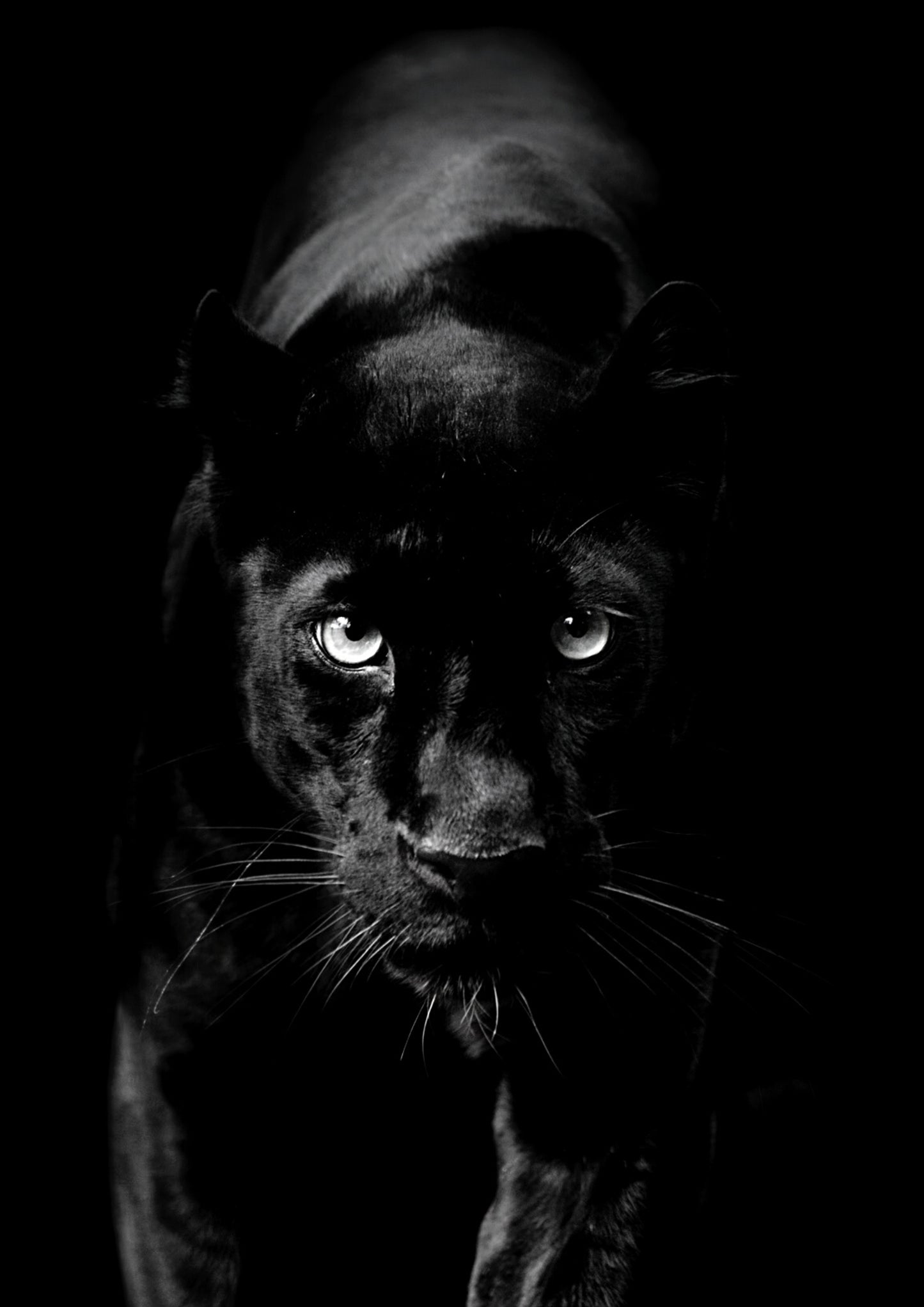 African Safari Panther Wall Art Canvas Print