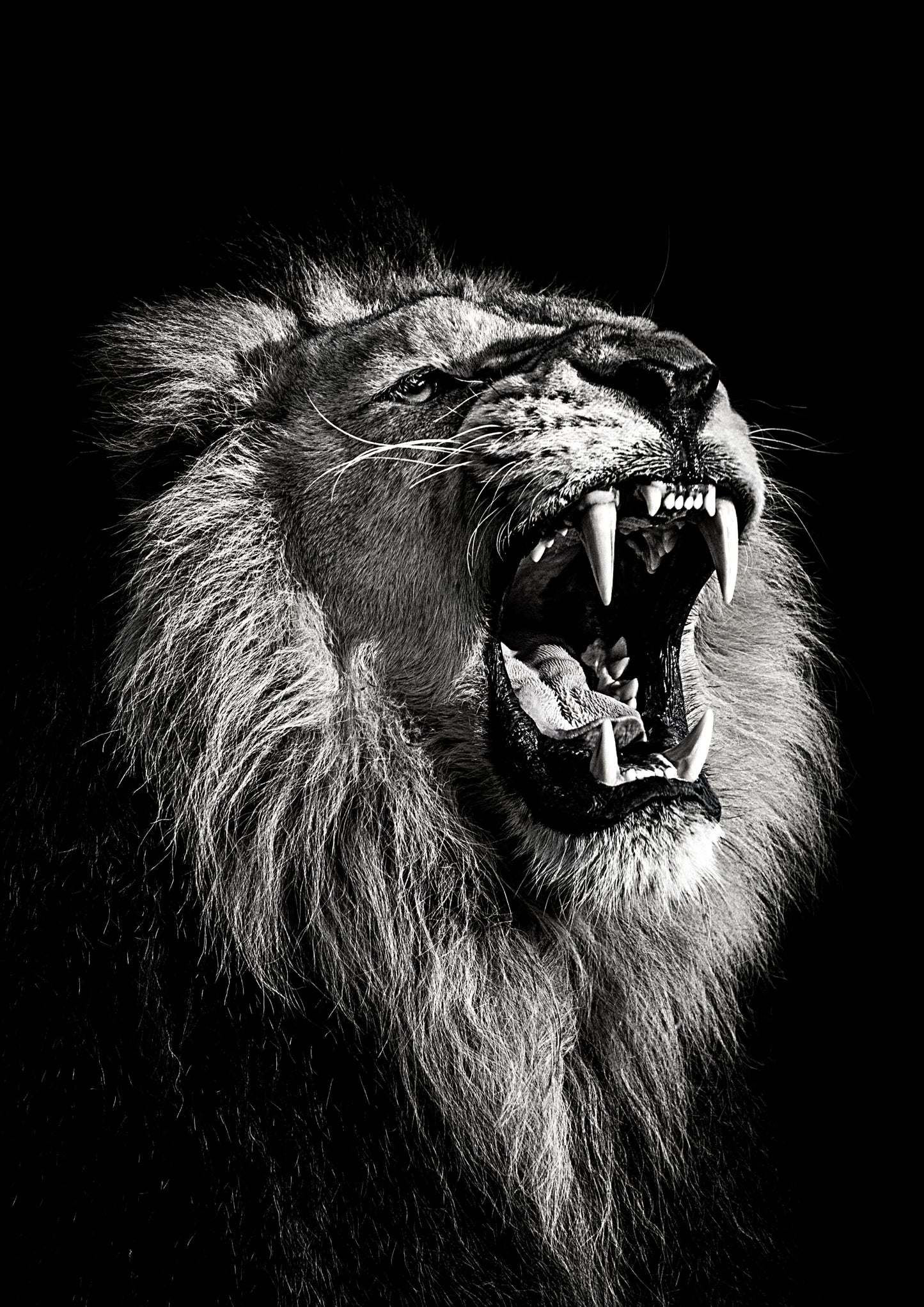 African Safari Lions Roar Wall Art Canvas Print