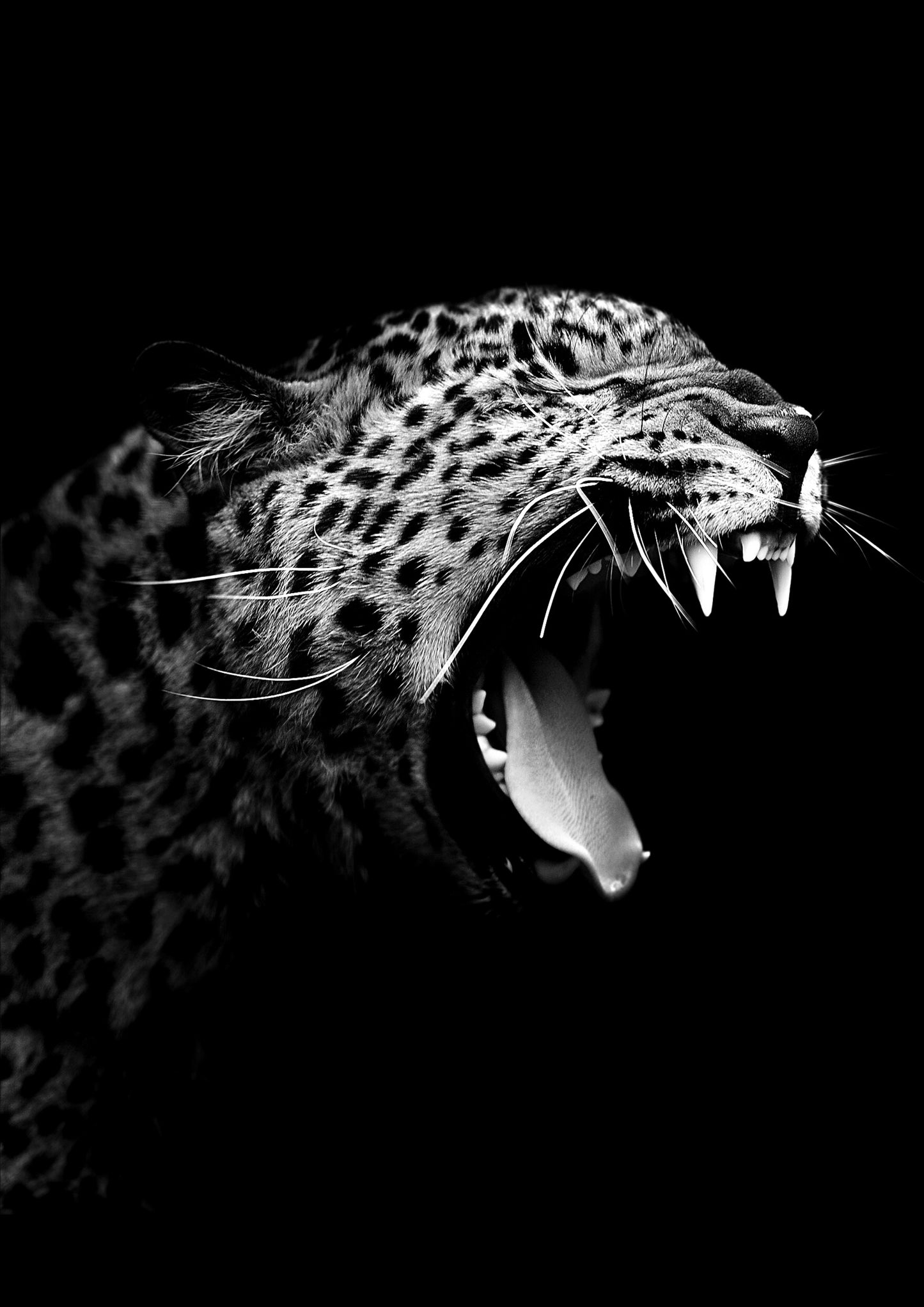 African Safari Cheetah Wall Art Canvas Print