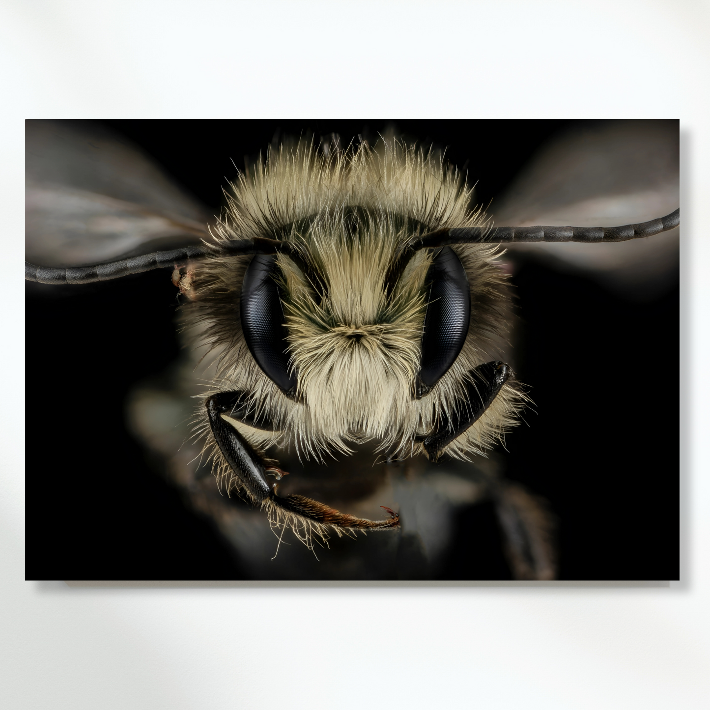 A Wasp's Stare Wall Art Canvas Print