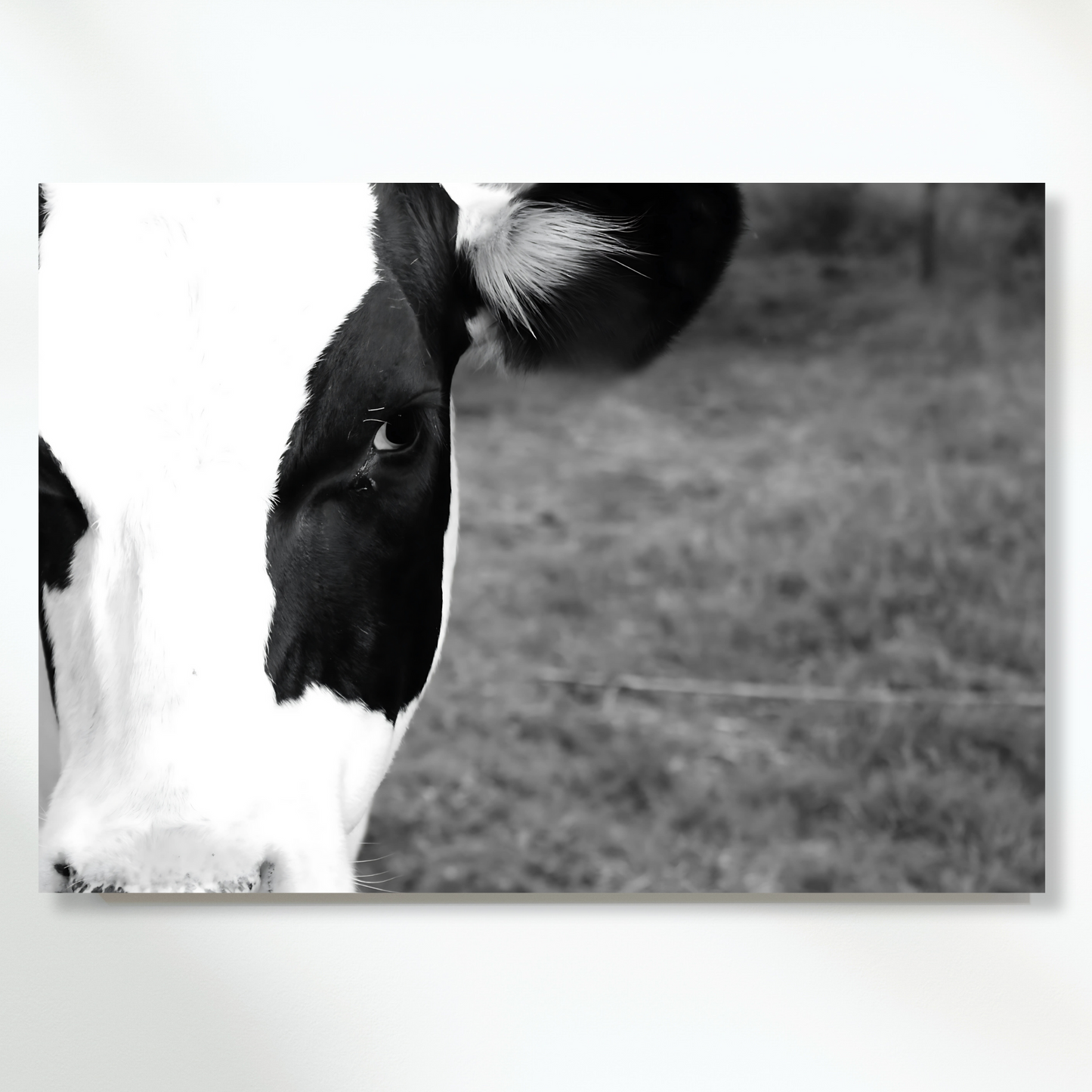 Cow Wall Art Canvas Print