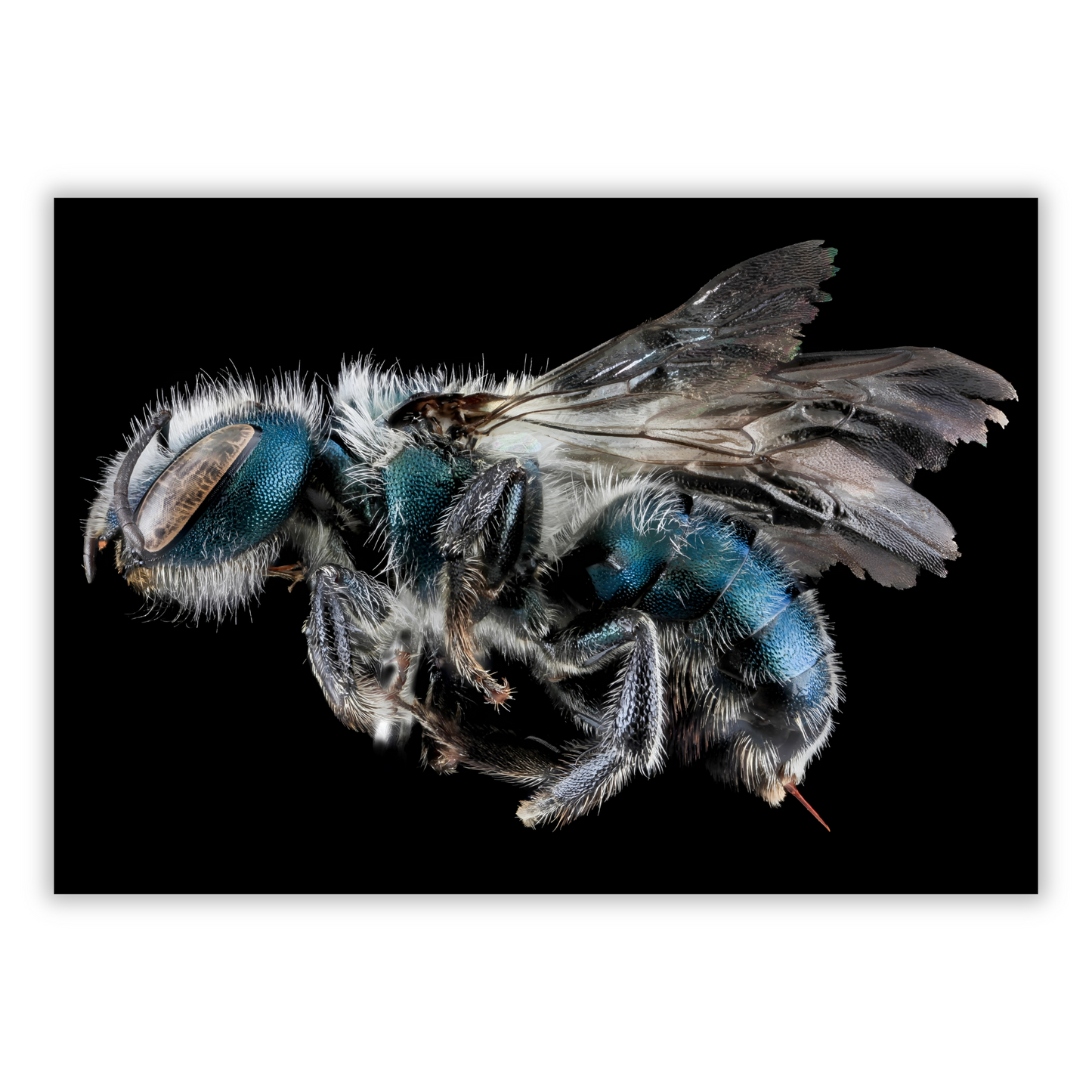 Cuckoo Wasp