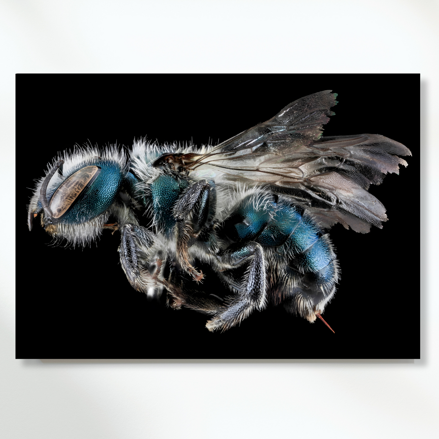 Cuckoo Wasp Wall Art Canvas Print