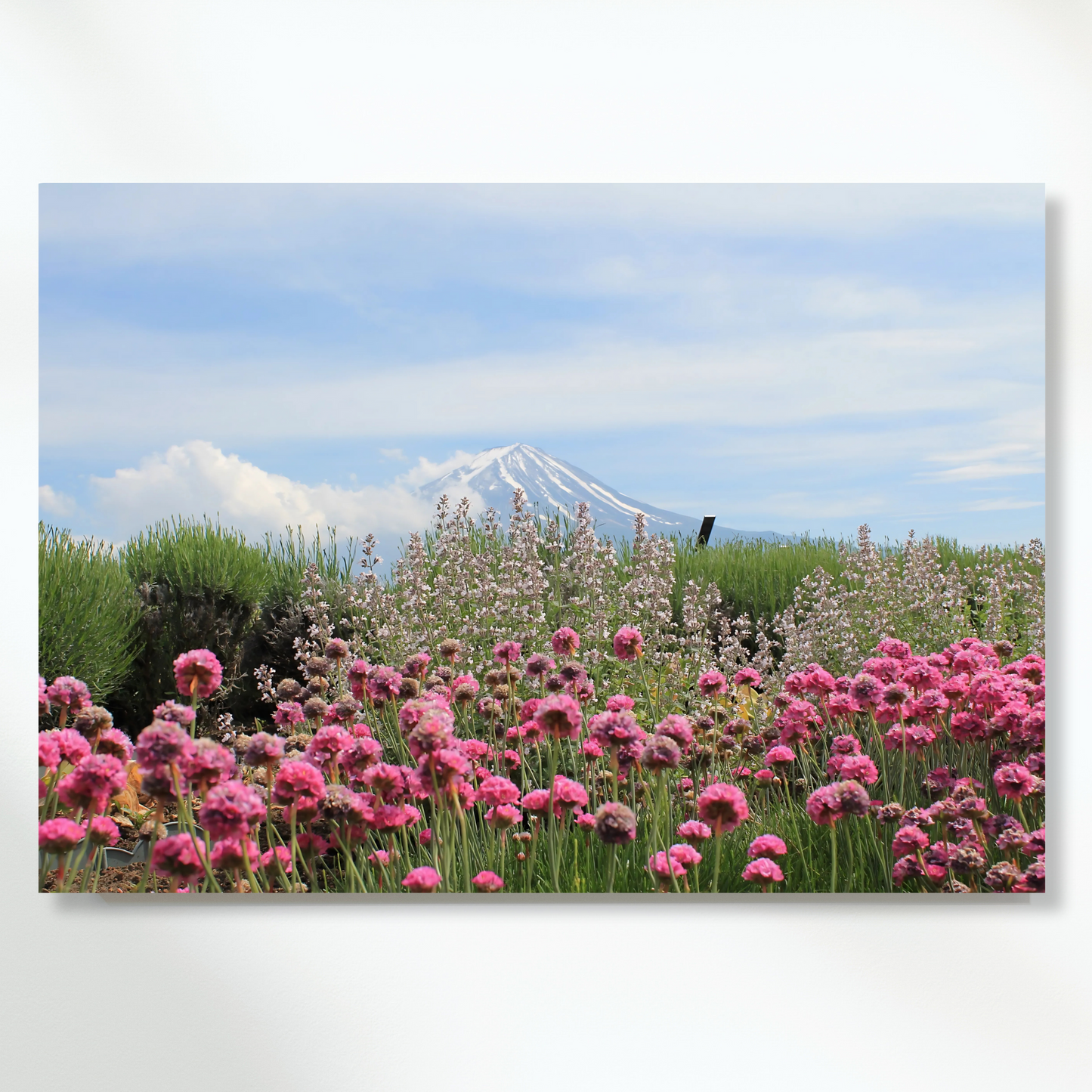 Field Near Mount Fuji Wall Art Canvas Print