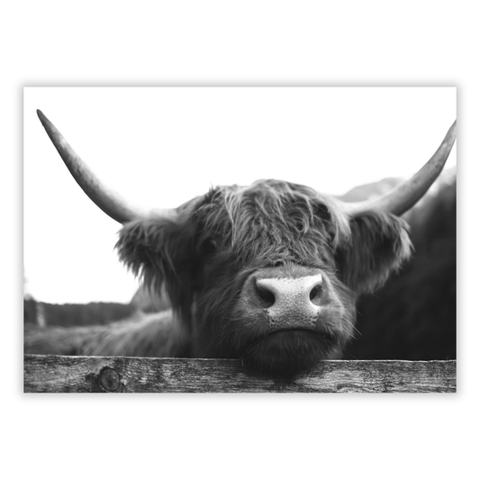 Highland Cow Peaking Wall Art Canvas Print
