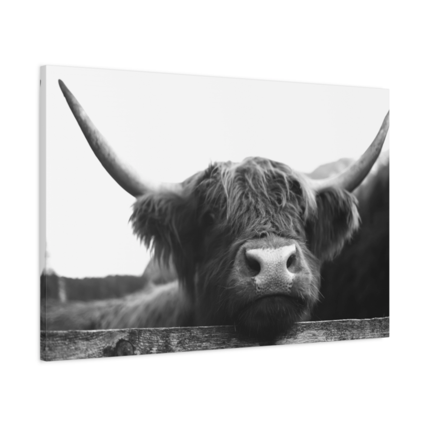 Highland Cow Peaking Wall Art Canvas Print