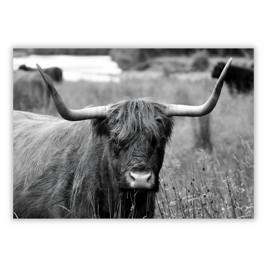 Highland Cow Horns Wall Art Canvas Print