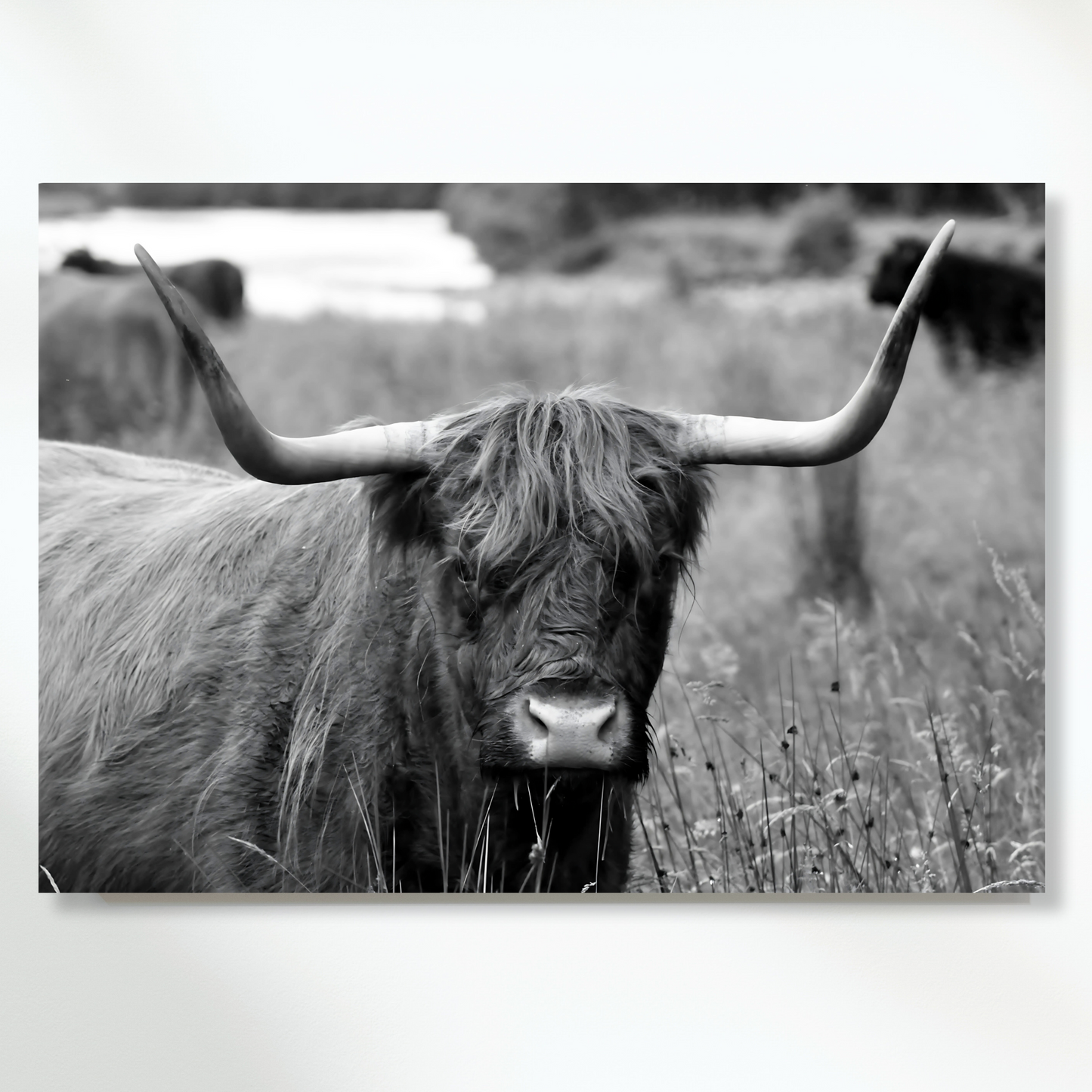 Highland Cow Horns Wall Art Canvas Print