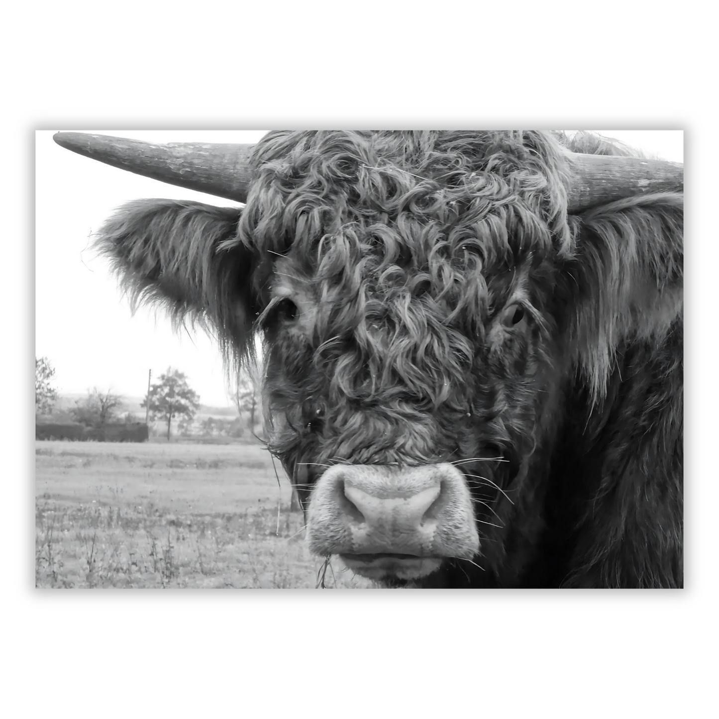 Highland Cow Magnificence