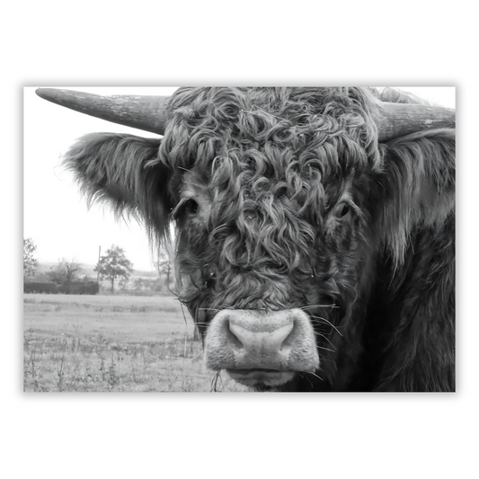 Highland Cow Magnificence Wall Art Canvas Print