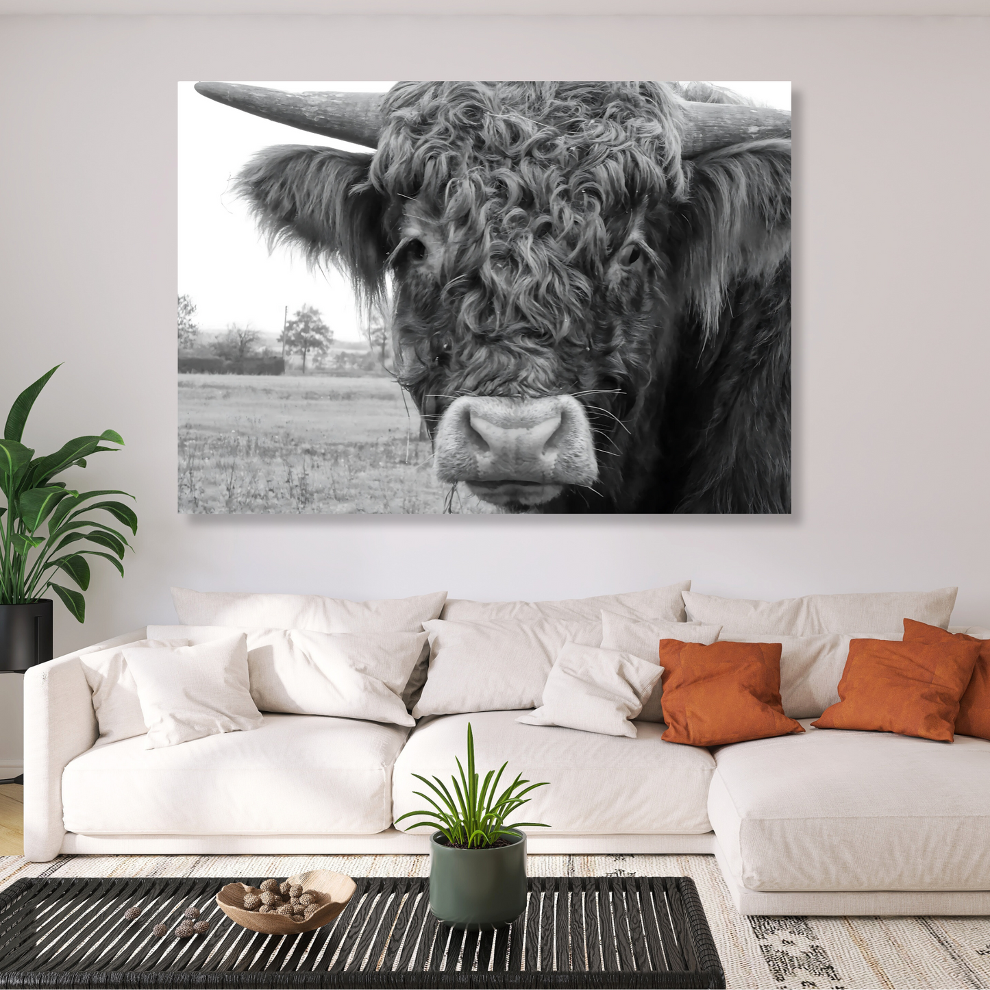 Highland Cow Magnificence