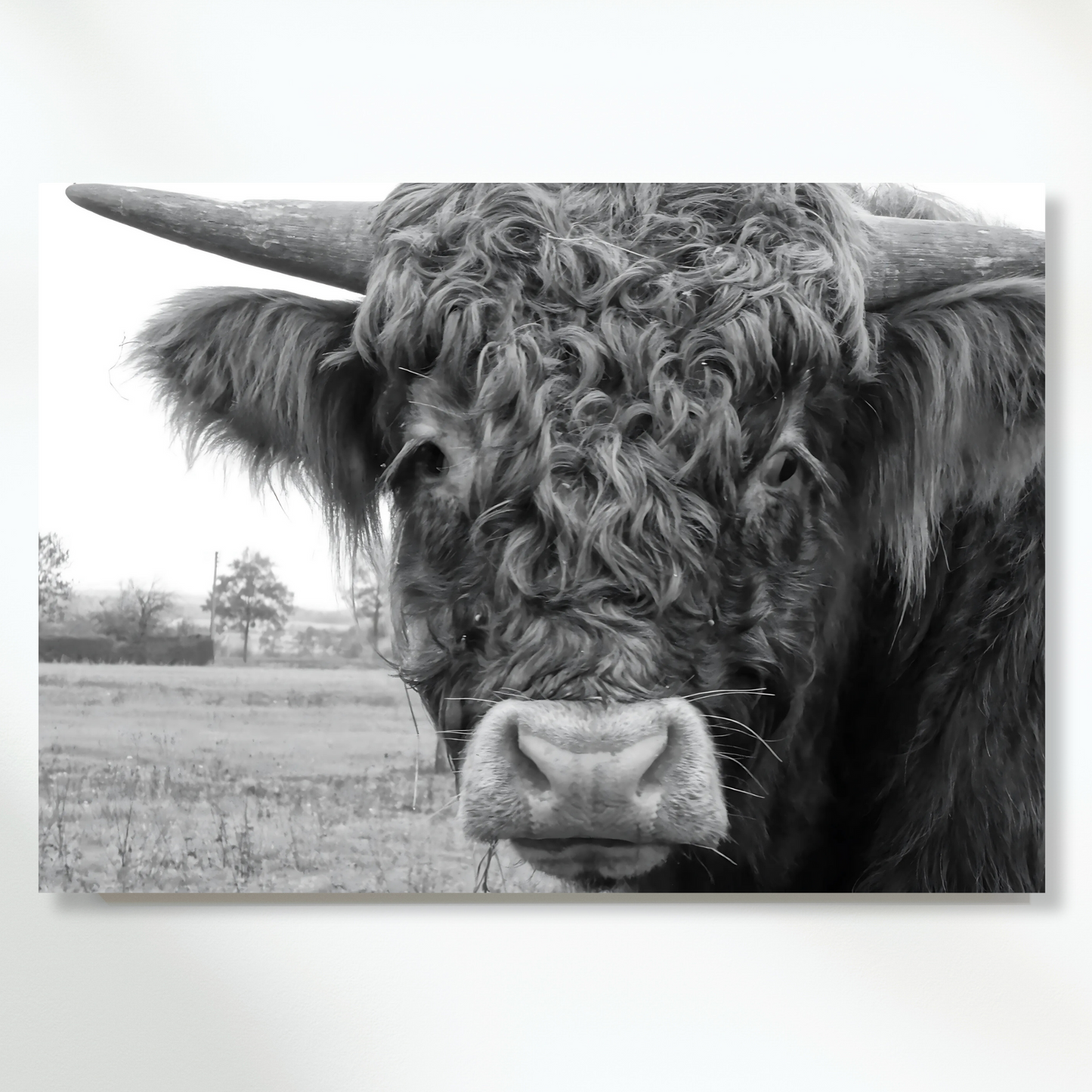 Highland Cow Magnificence Wall Art Canvas Print
