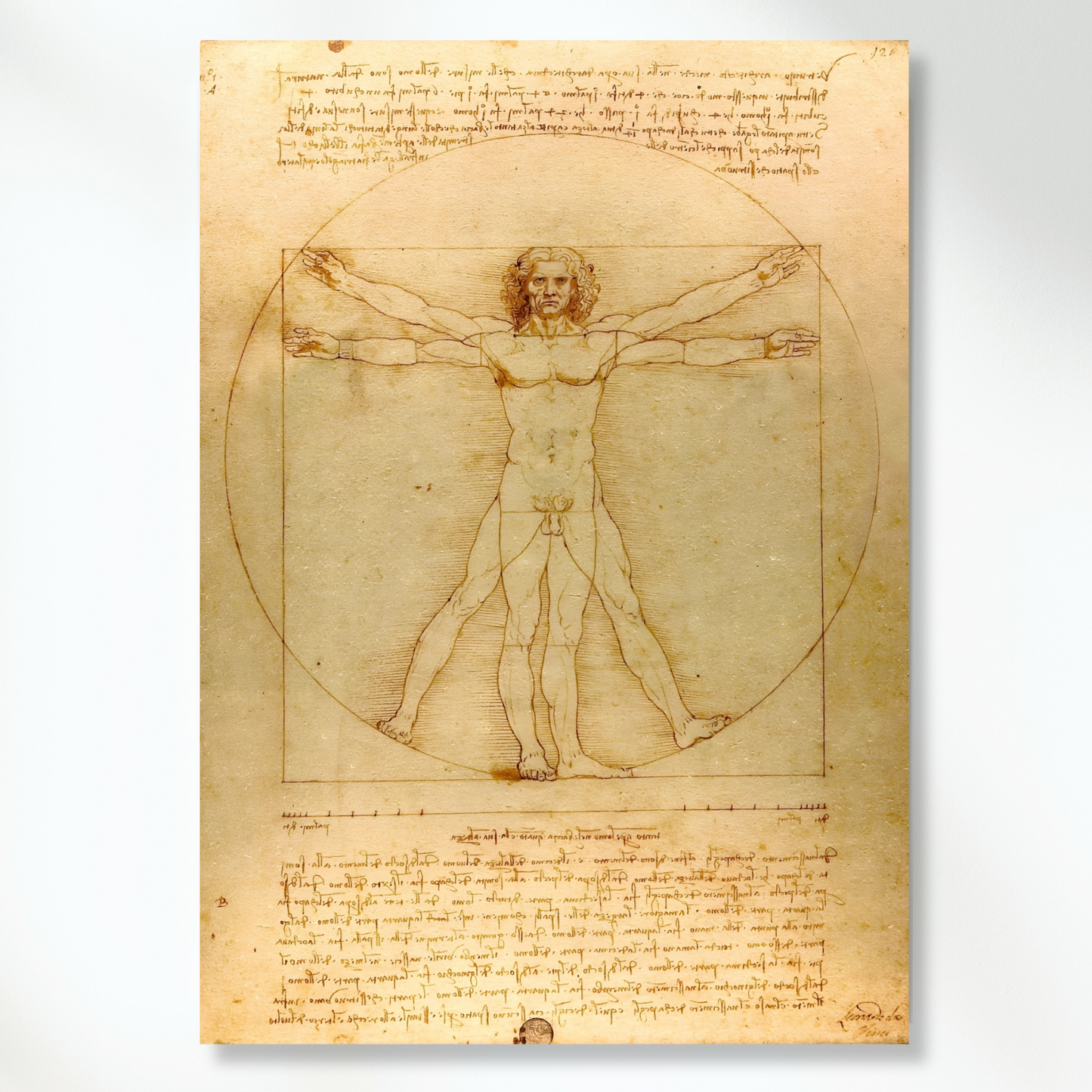 Leonardo Da Vinci - Vitruvian Man Wall Art Canvas Print