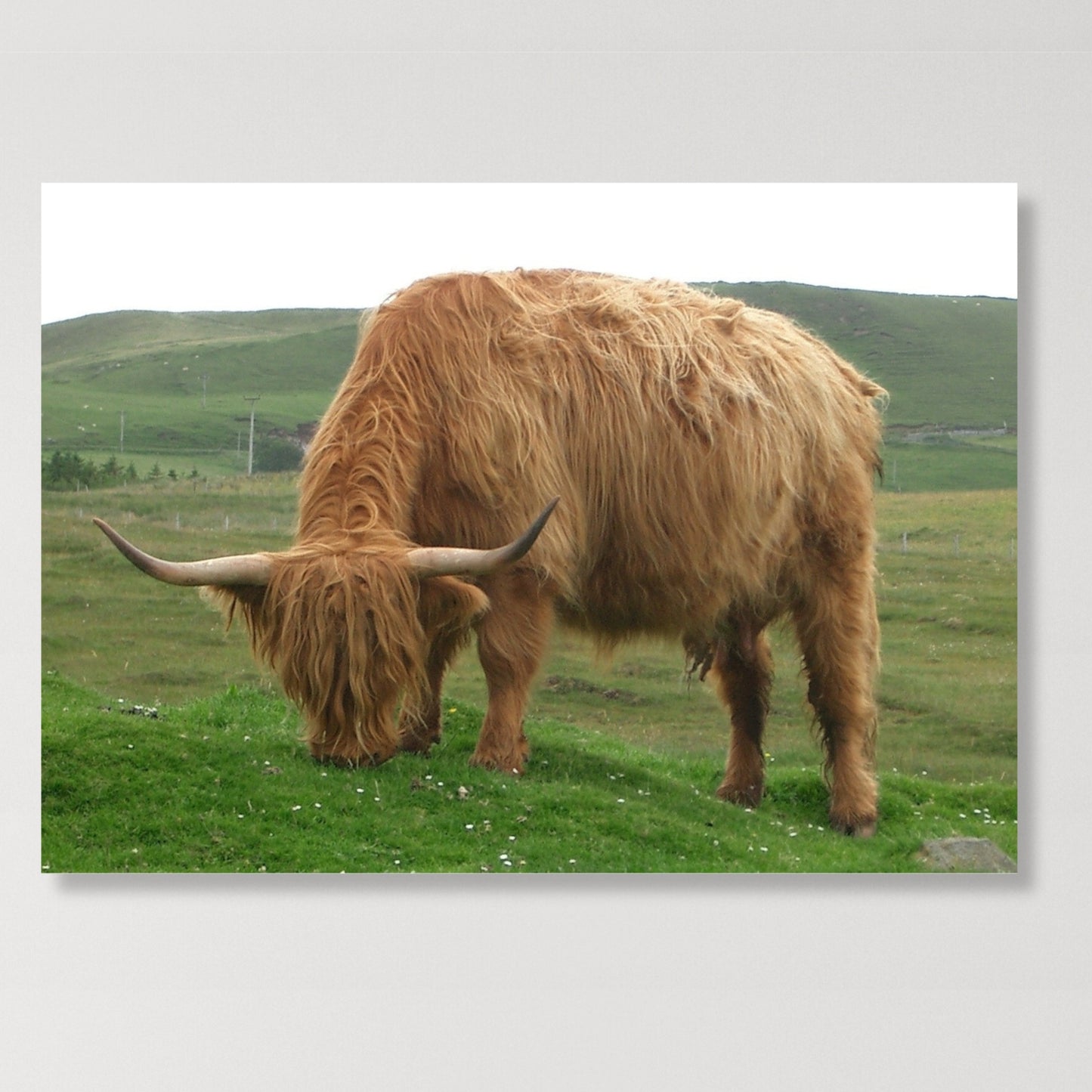 Grazing Highland Cow Animal Kingdom Wall Art Canvas Print