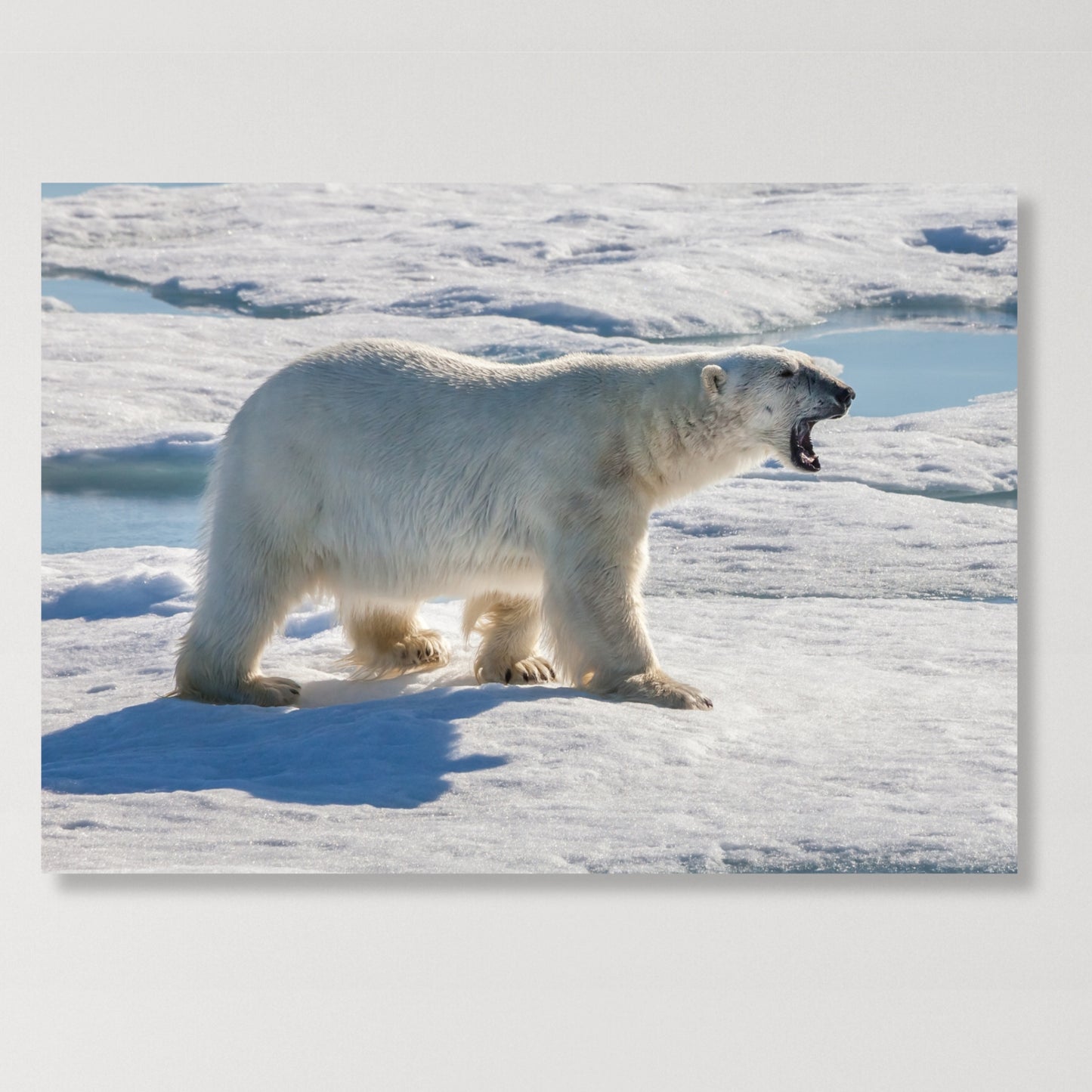 Polar Bear Animal Kingdom Wall Art Canvas Print