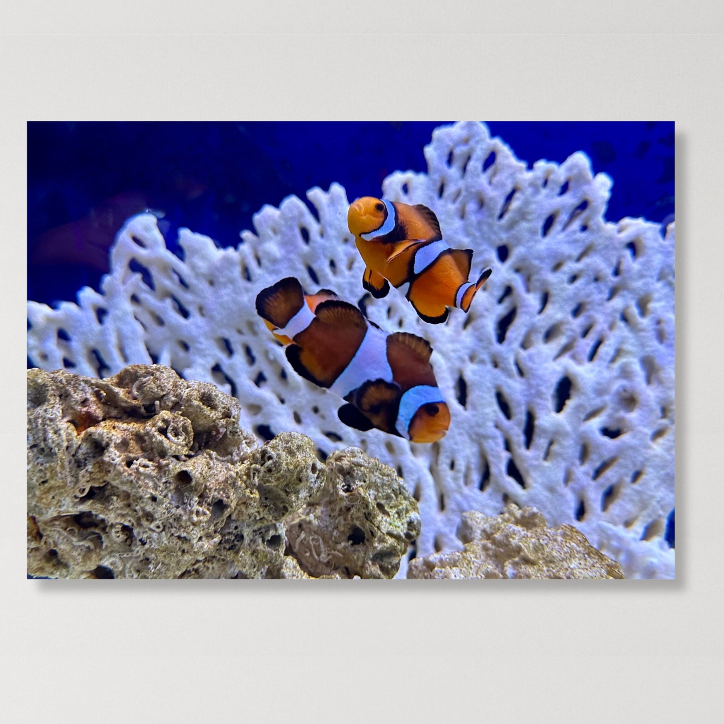 Clownfish Wall Art Canvas Print