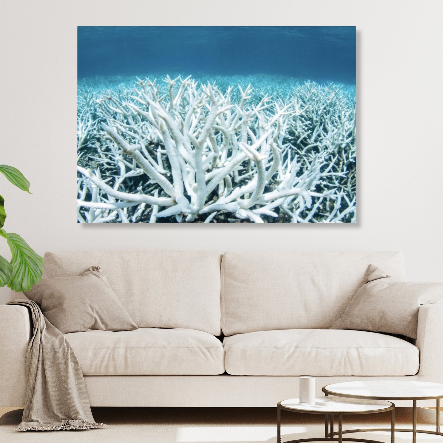 Bleached Coral Wall Art Canvas Print