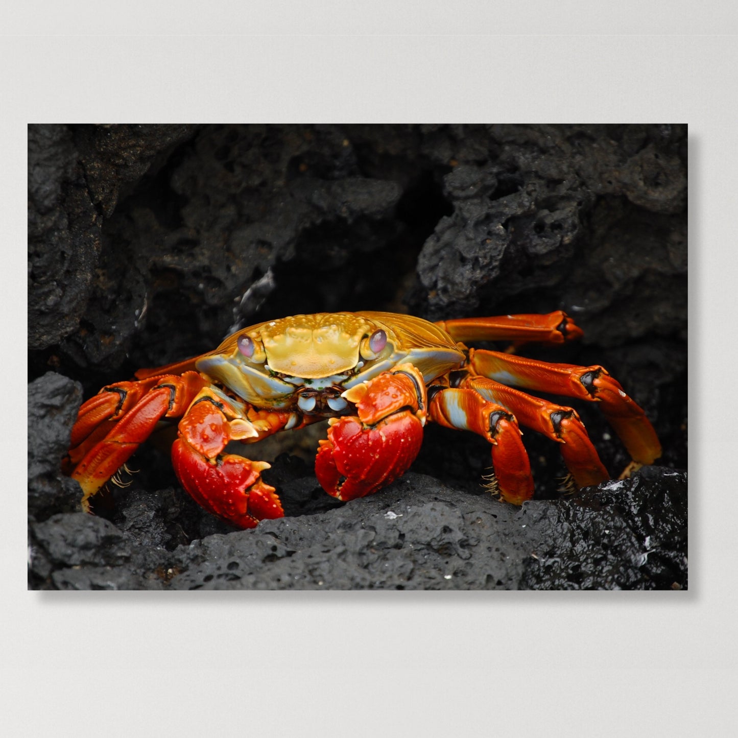 Mr Crab Wall Art Canvas Print