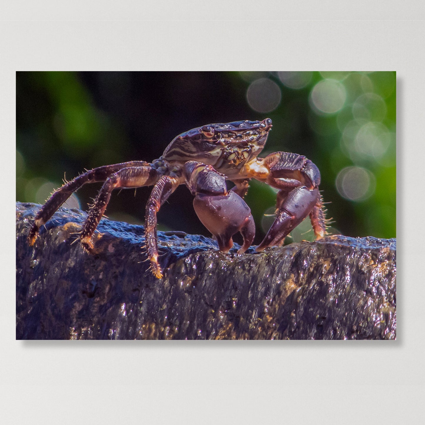 Inquisitive Crab Wall Art Canvas Print