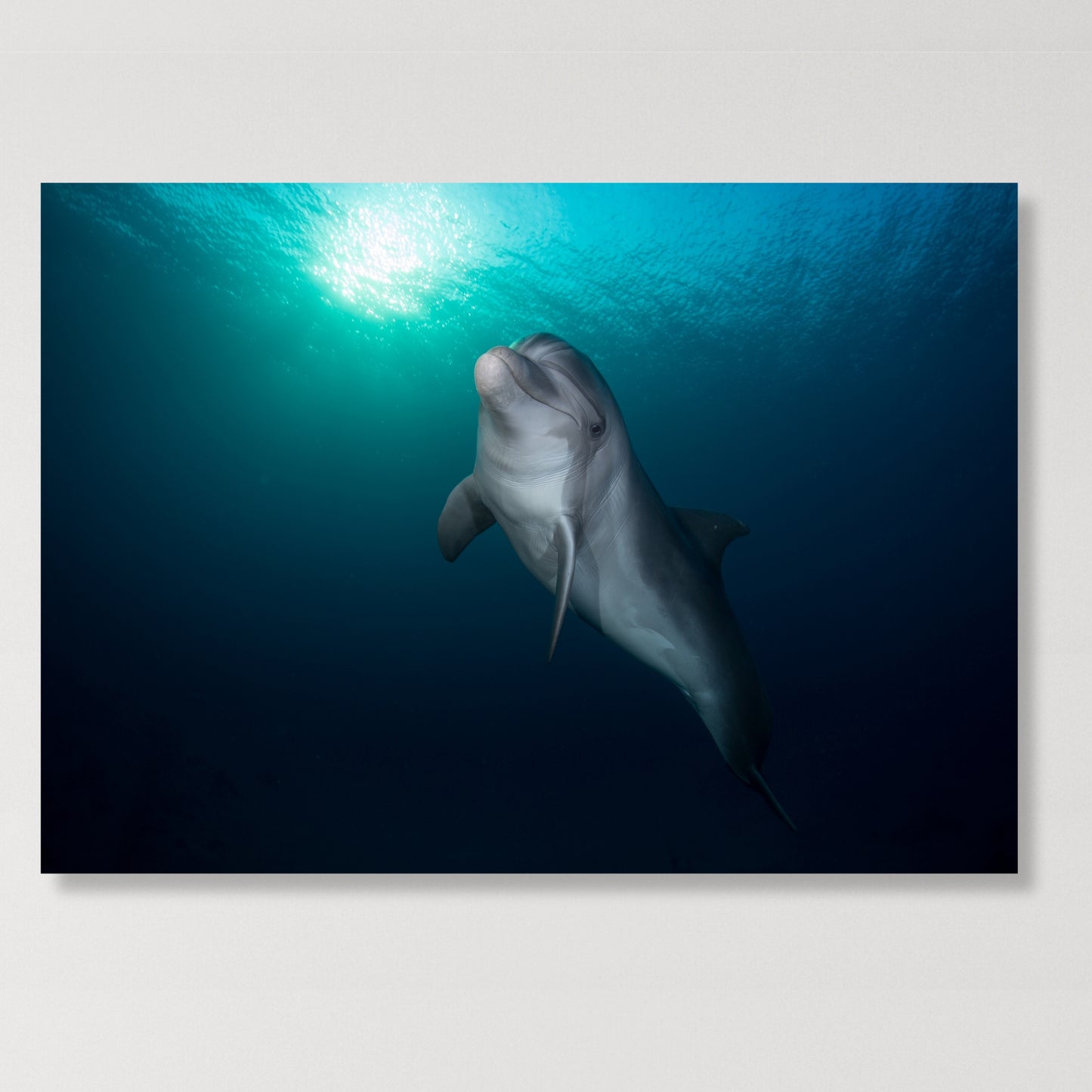 Dolphin Wall Art Canvas Print