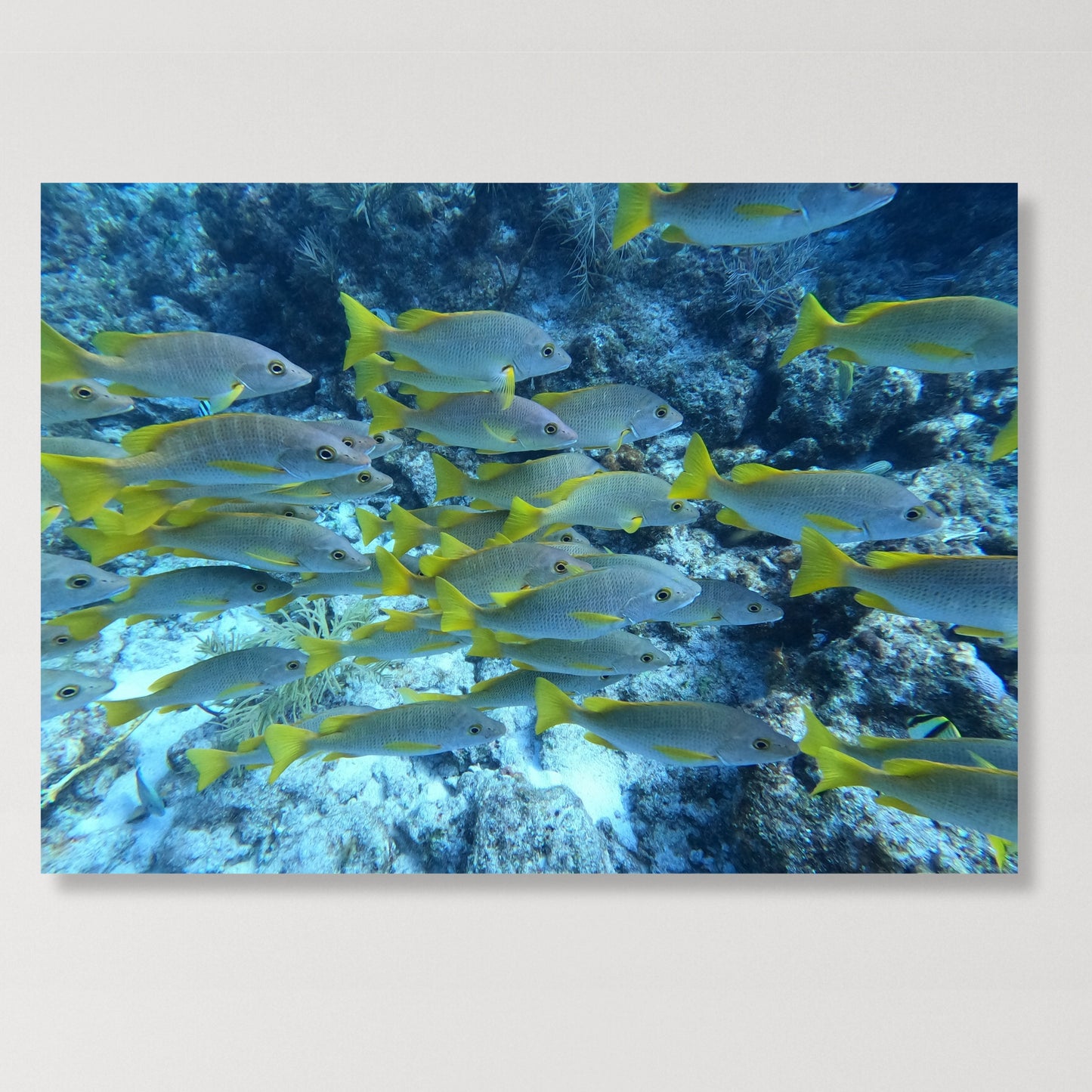 Fish Beauty Wall Art Canvas Print
