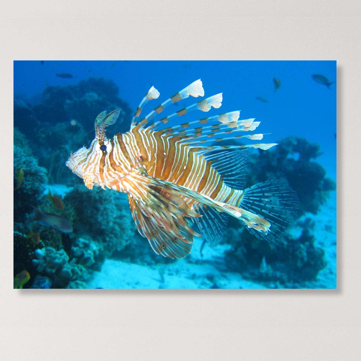 Lion Fish Wall Art Canvas Print
