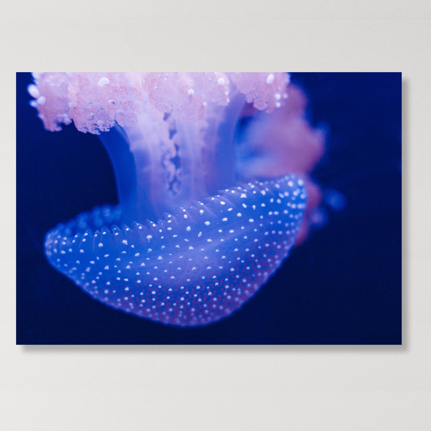 Jellyfish Indigo Wall Art Canvas Print