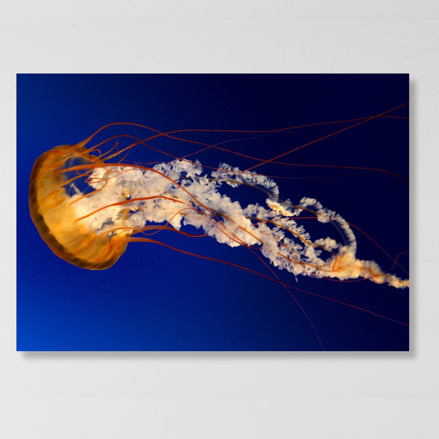 Magnificence Wall Art Canvas Print