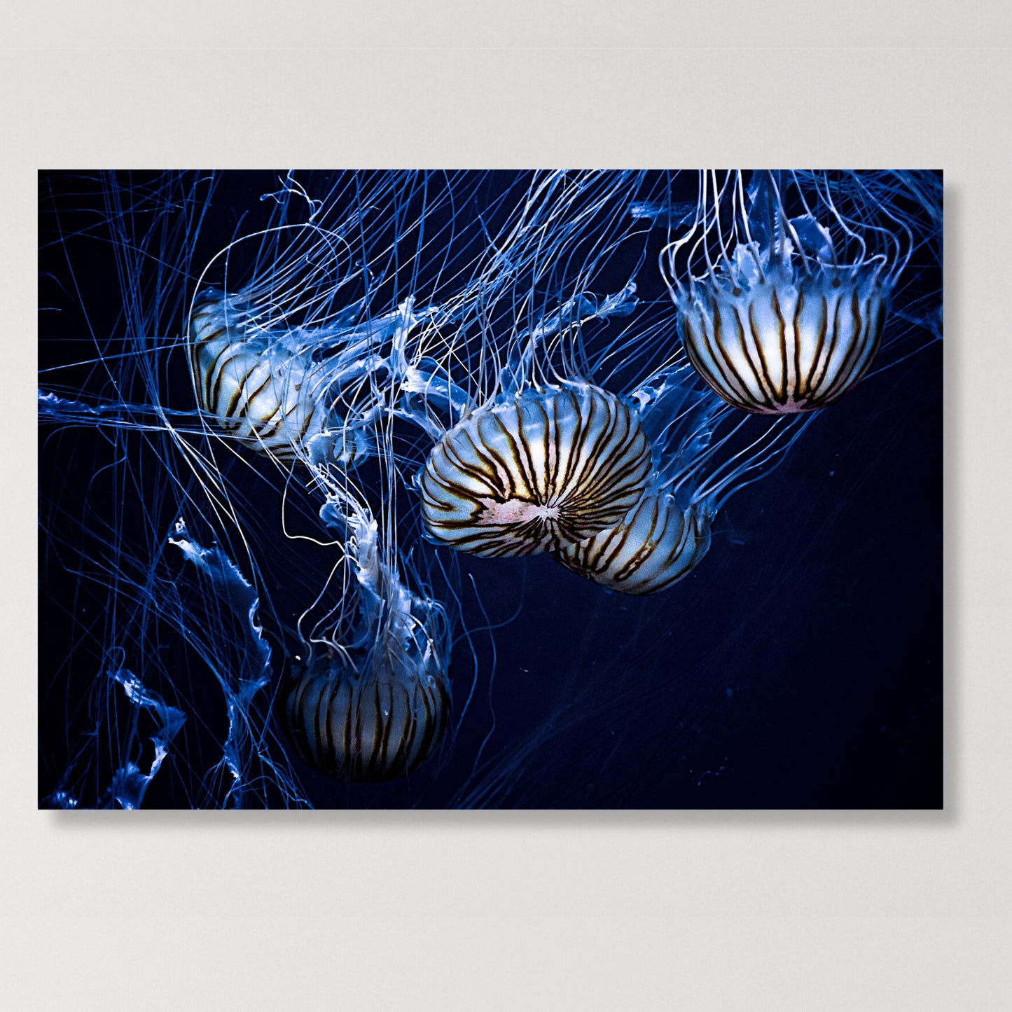 Jellyfish Glow Wall Art Canvas Print