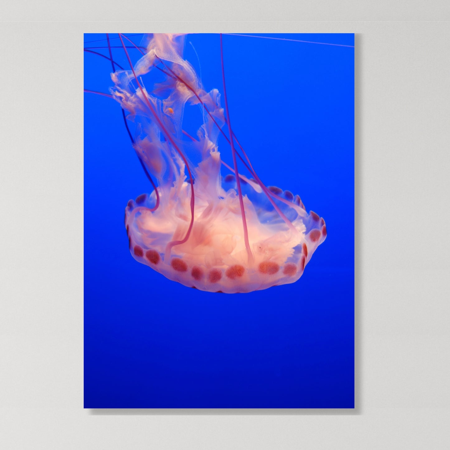 Jelly Dance Wall Art Canvas Print