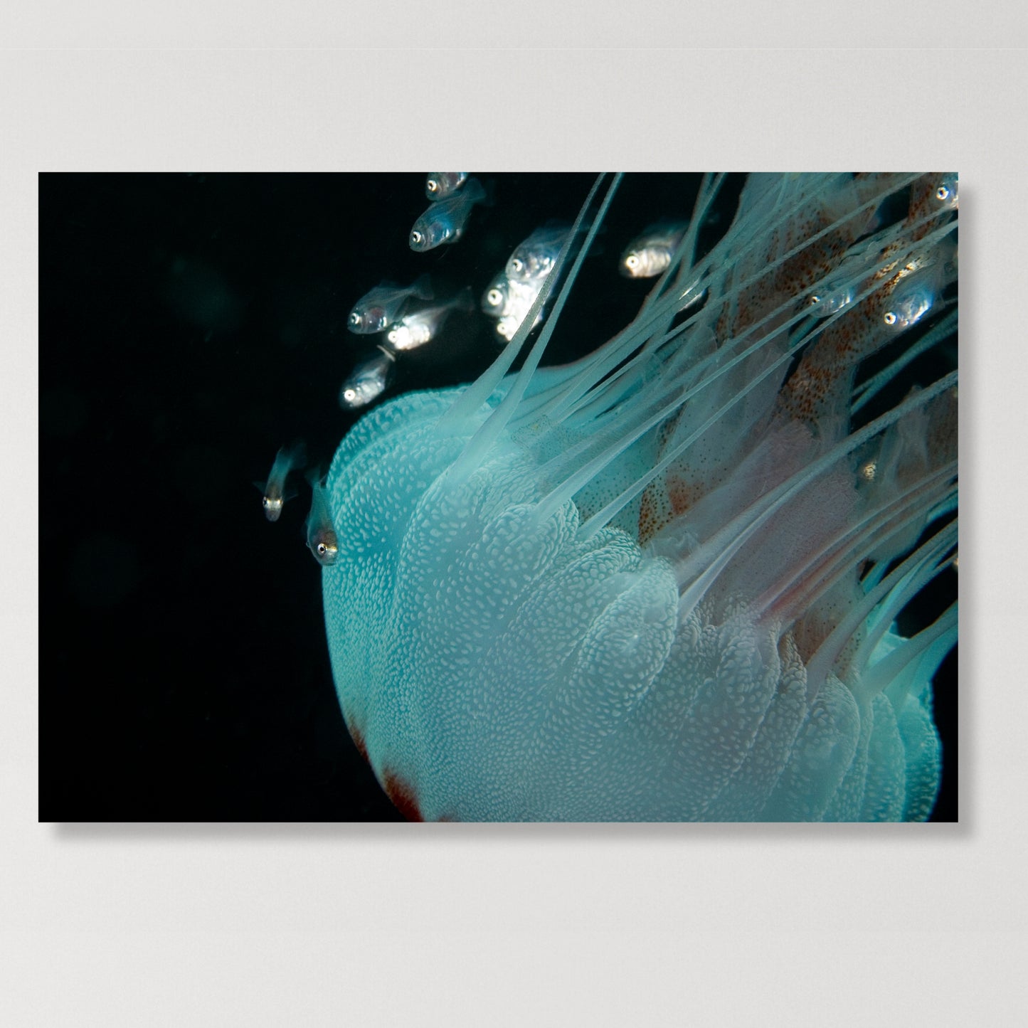 Jellyfish & Friends Wall Art Canvas Print