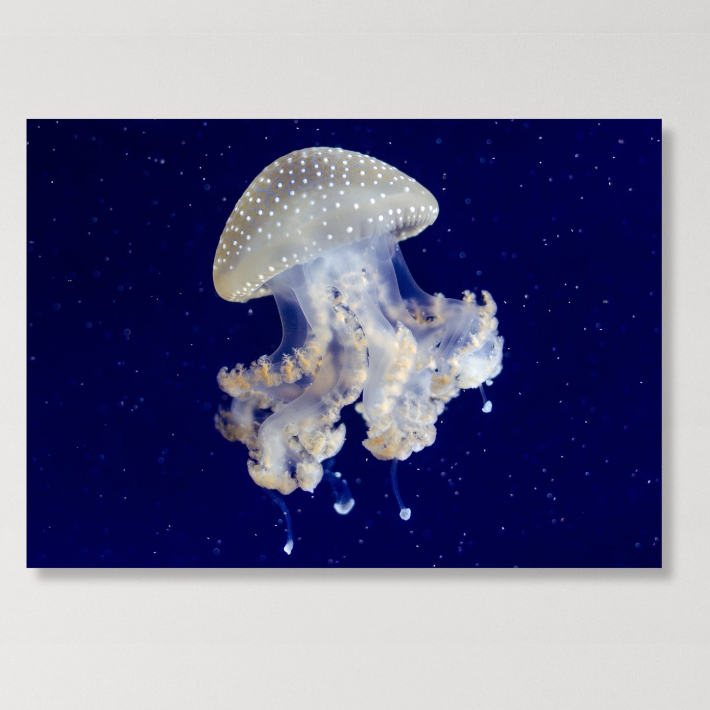 Floating Wall Art Canvas Print
