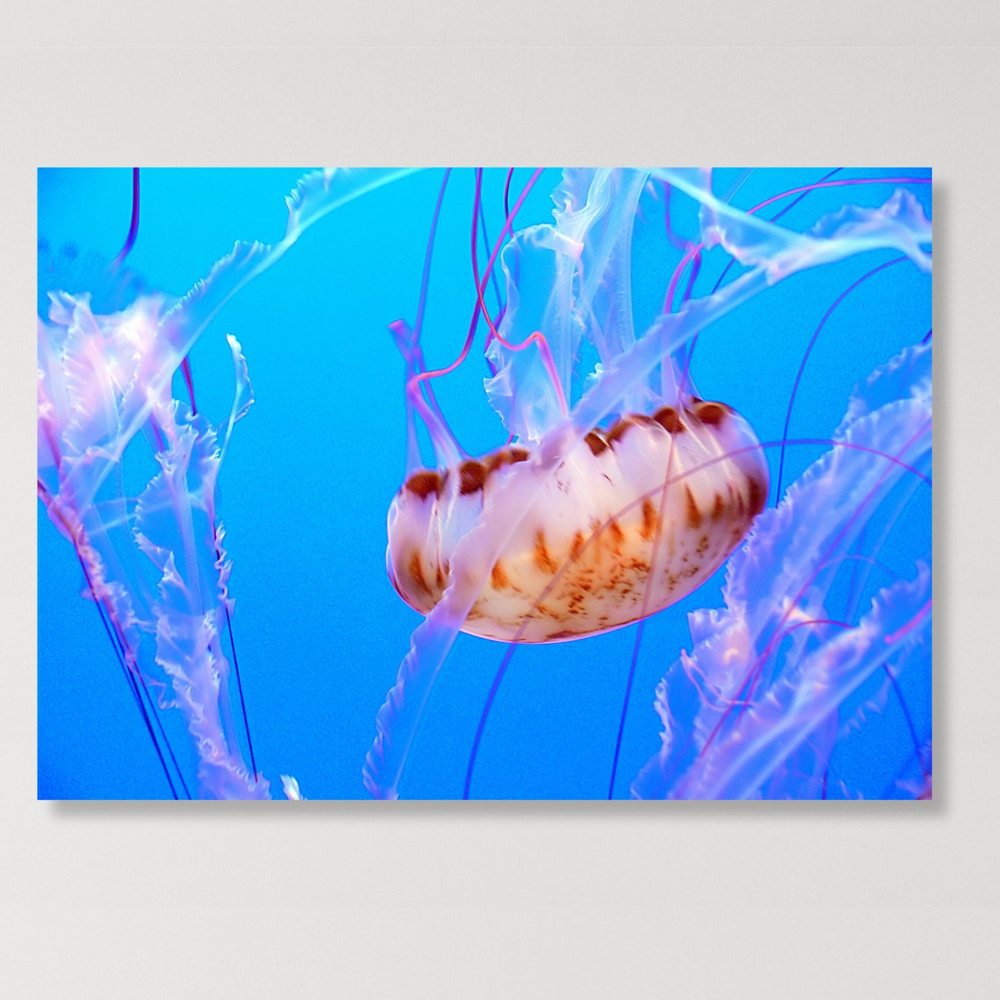 Jellyfish Beauty Wall Art Canvas Print