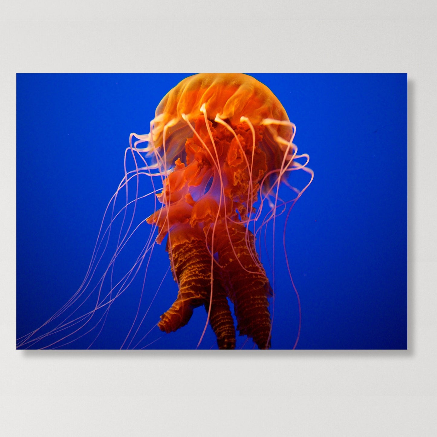 Orange Jellyfish Wall Art Canvas Print
