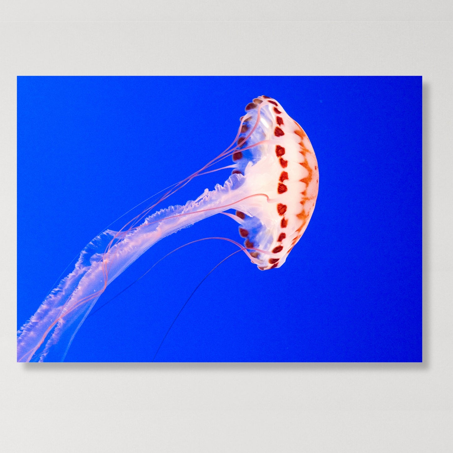 Jellyfish Blue Wall Art Canvas Print