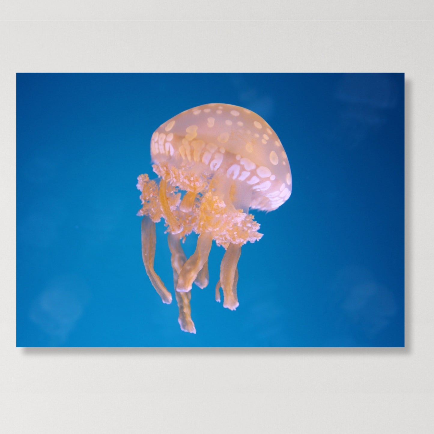 Jellyfish Serenity Wall Art Canvas Print