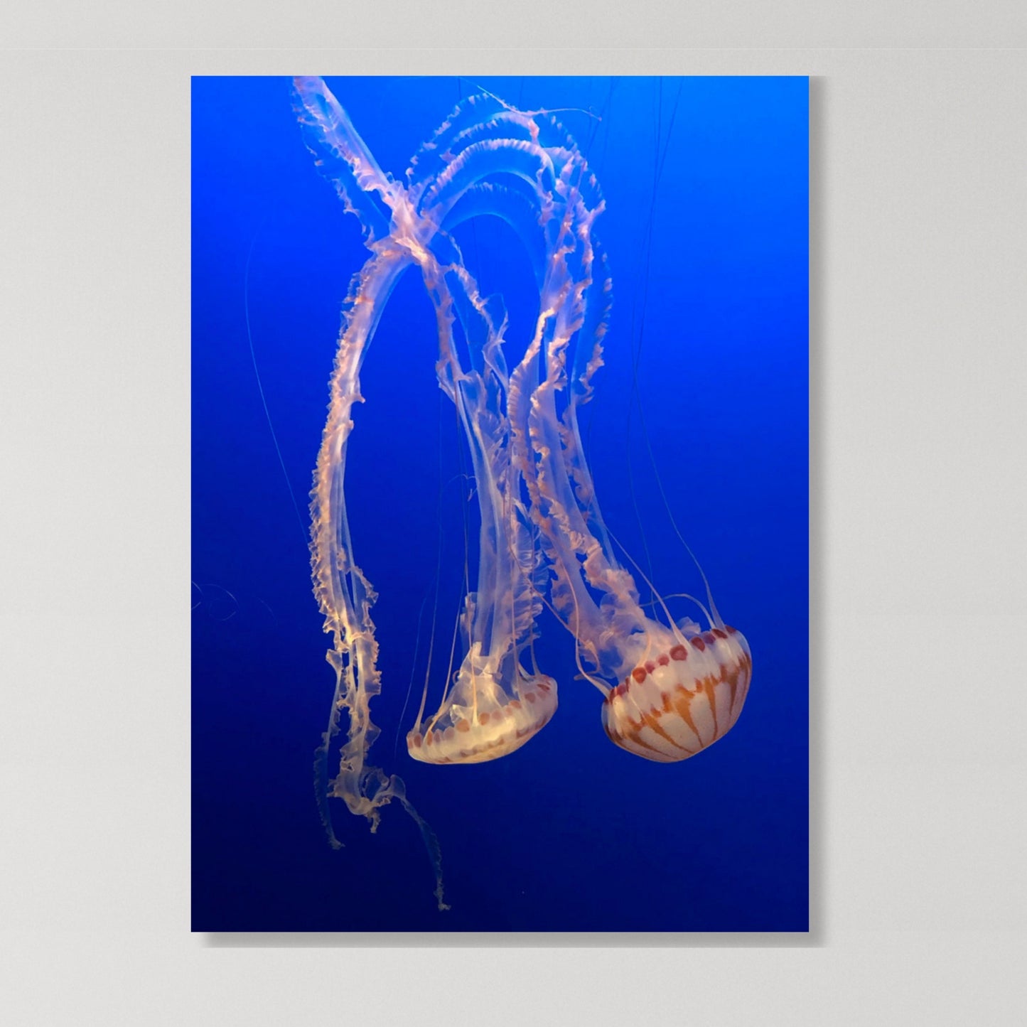 Majestic Wall Art Canvas Print