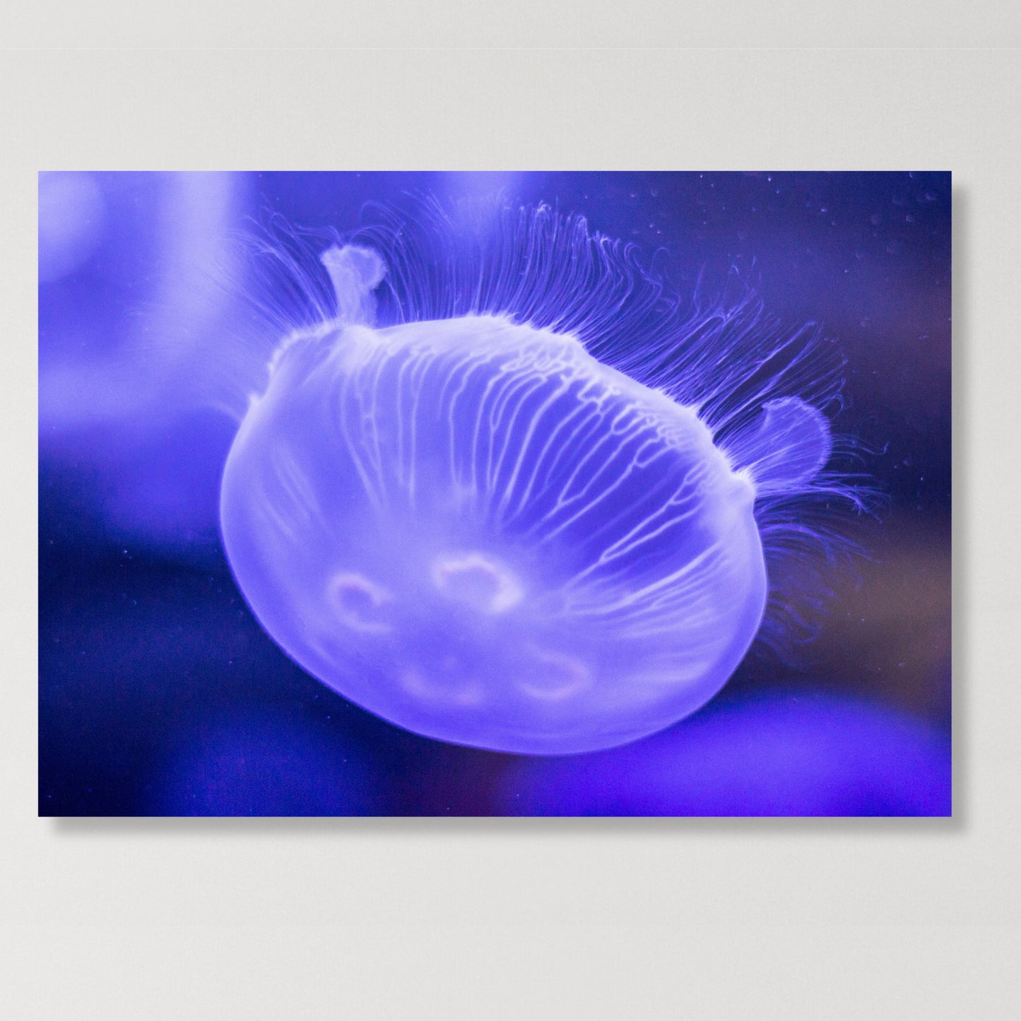 Violet Swimmer Wall Art Canvas Print