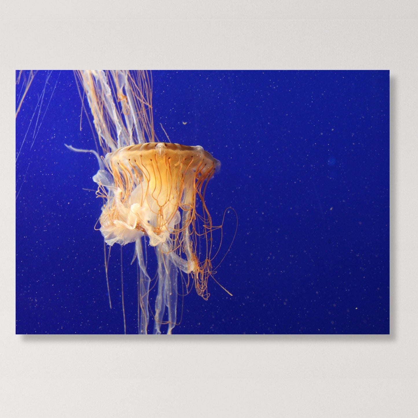 Jellyfish Depths Wall Art Canvas Print