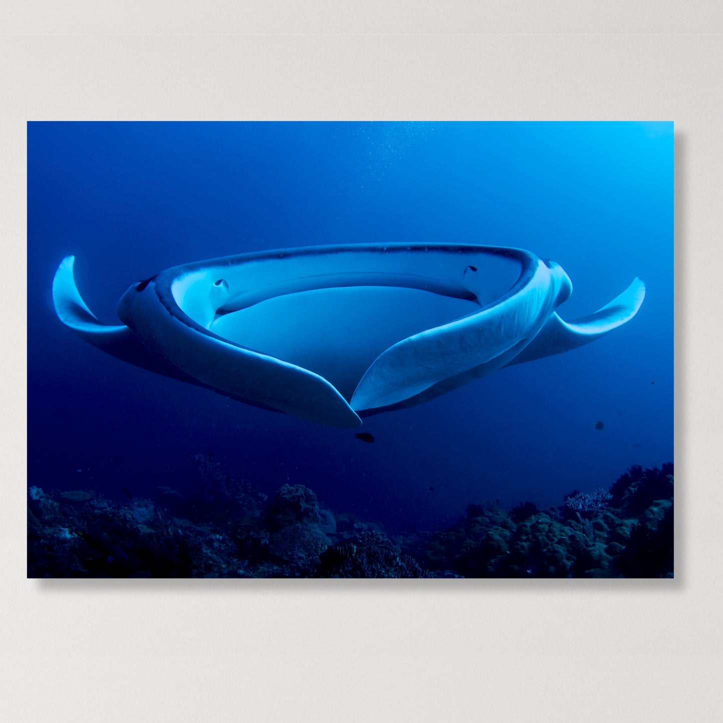 Manta Ray's Hug Wall Art Canvas Print