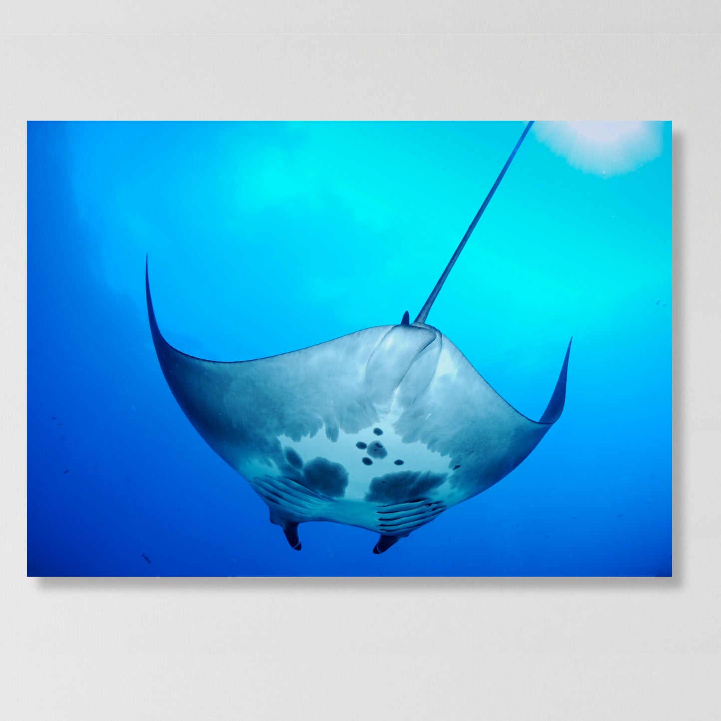 Manta Ray Overhead Wall Art Canvas Print