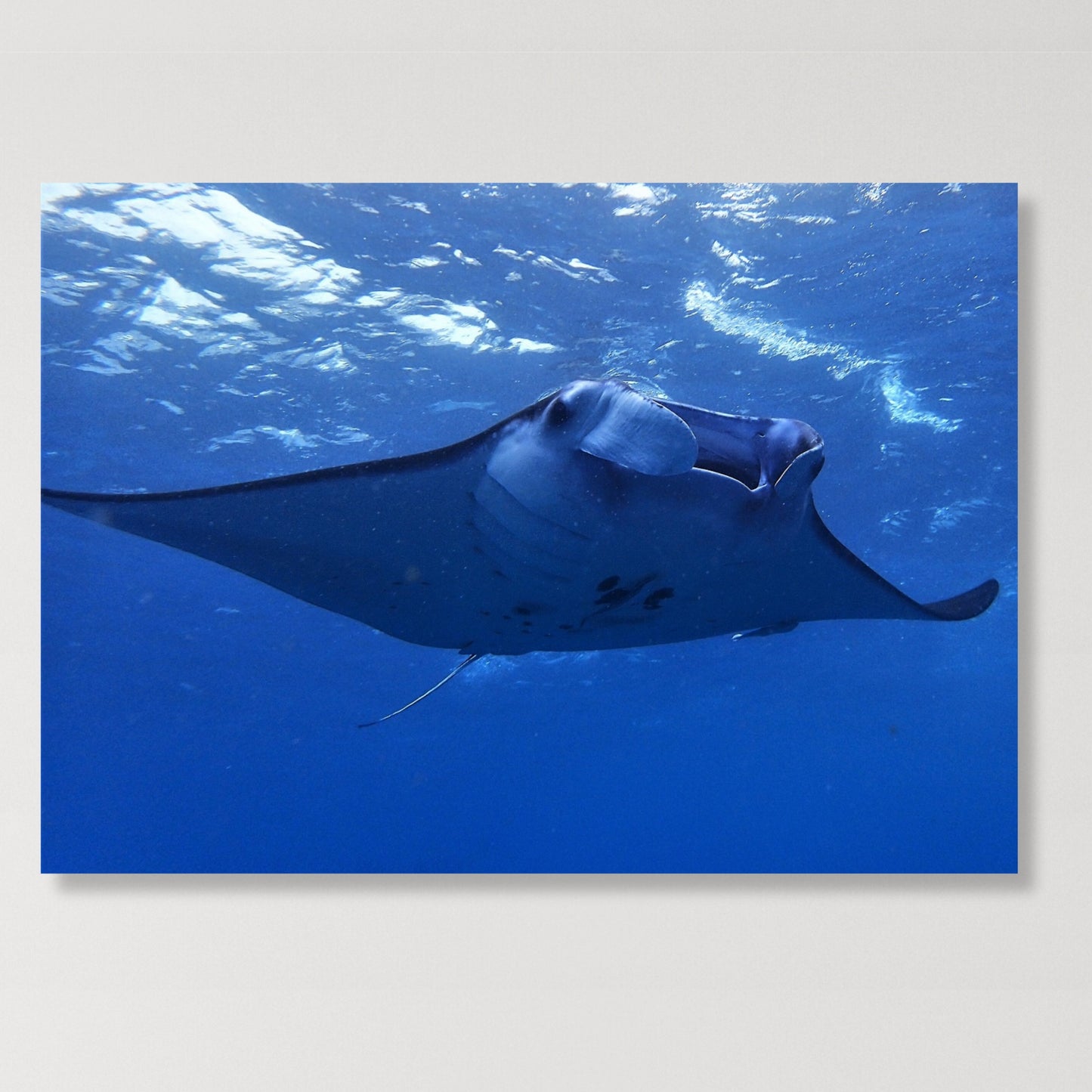 Gentle Manta Ray Wall Art Canvas Print