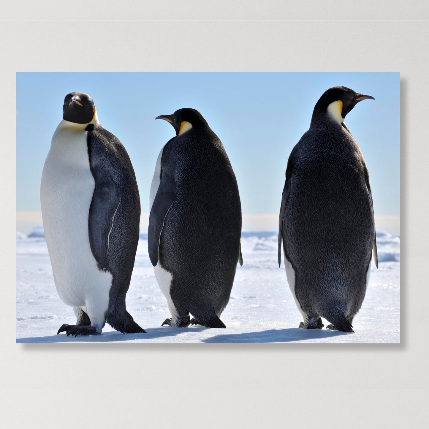 Penguins Wall Art Canvas Print