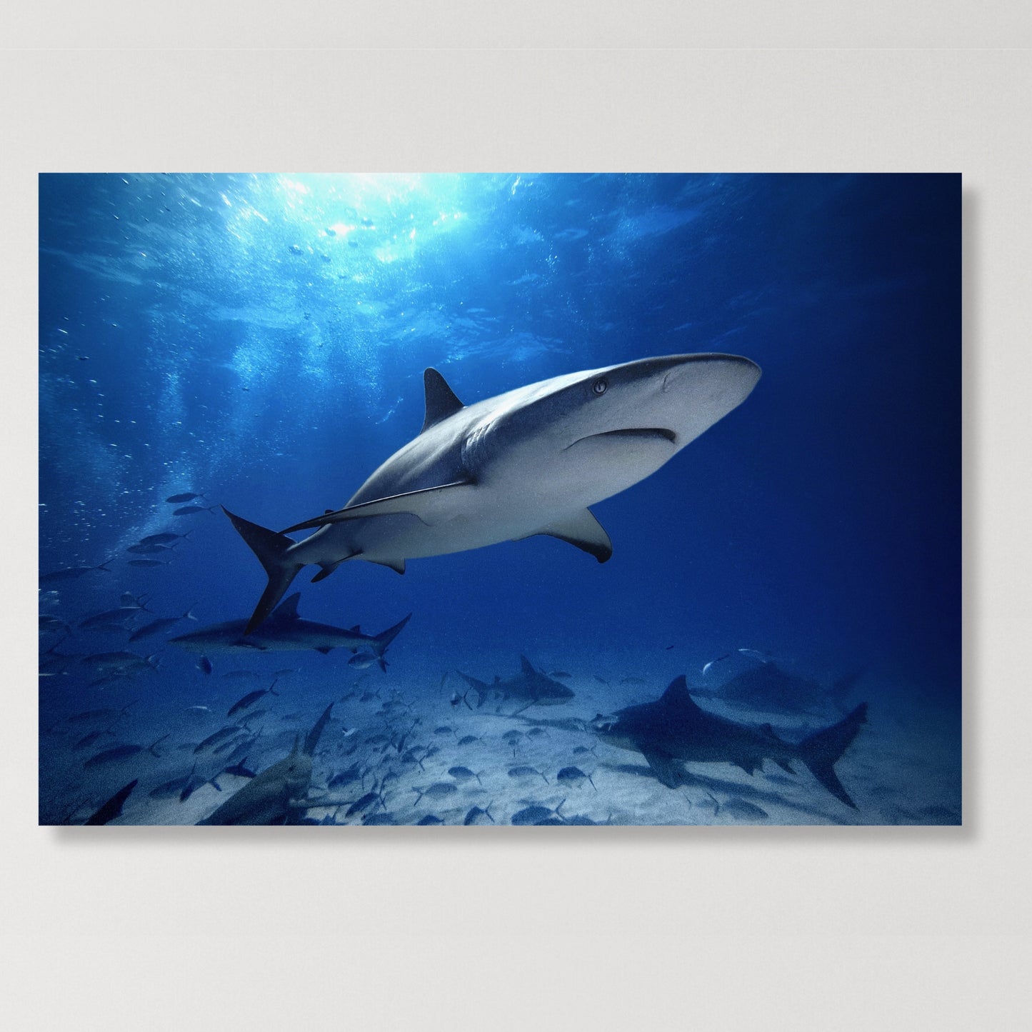 Sharks Wall Art Canvas Print