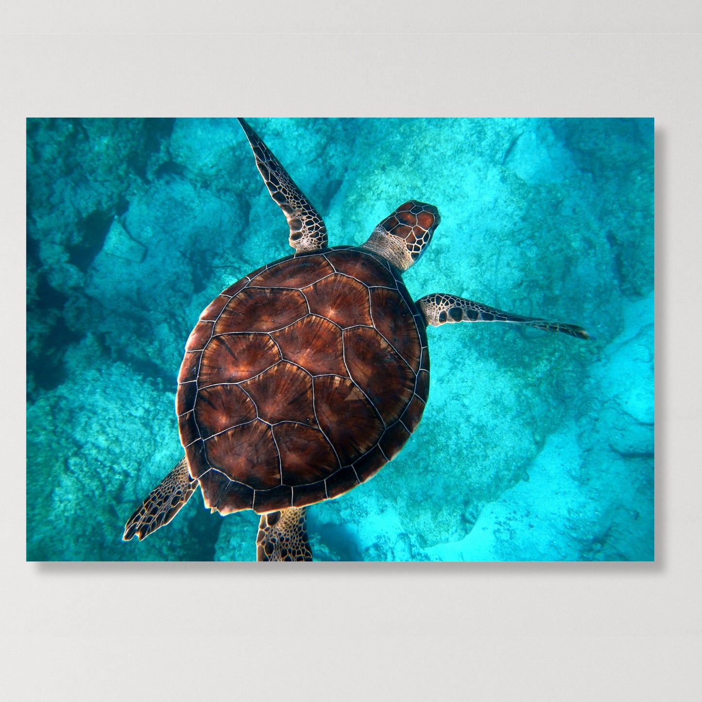 Sea Turtle Wall Art Canvas Print