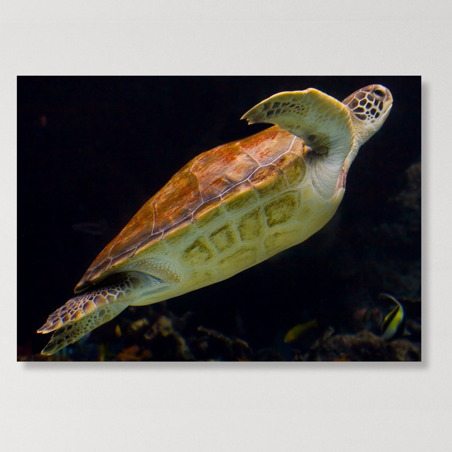 Turtle Drift Wall Art Canvas Print