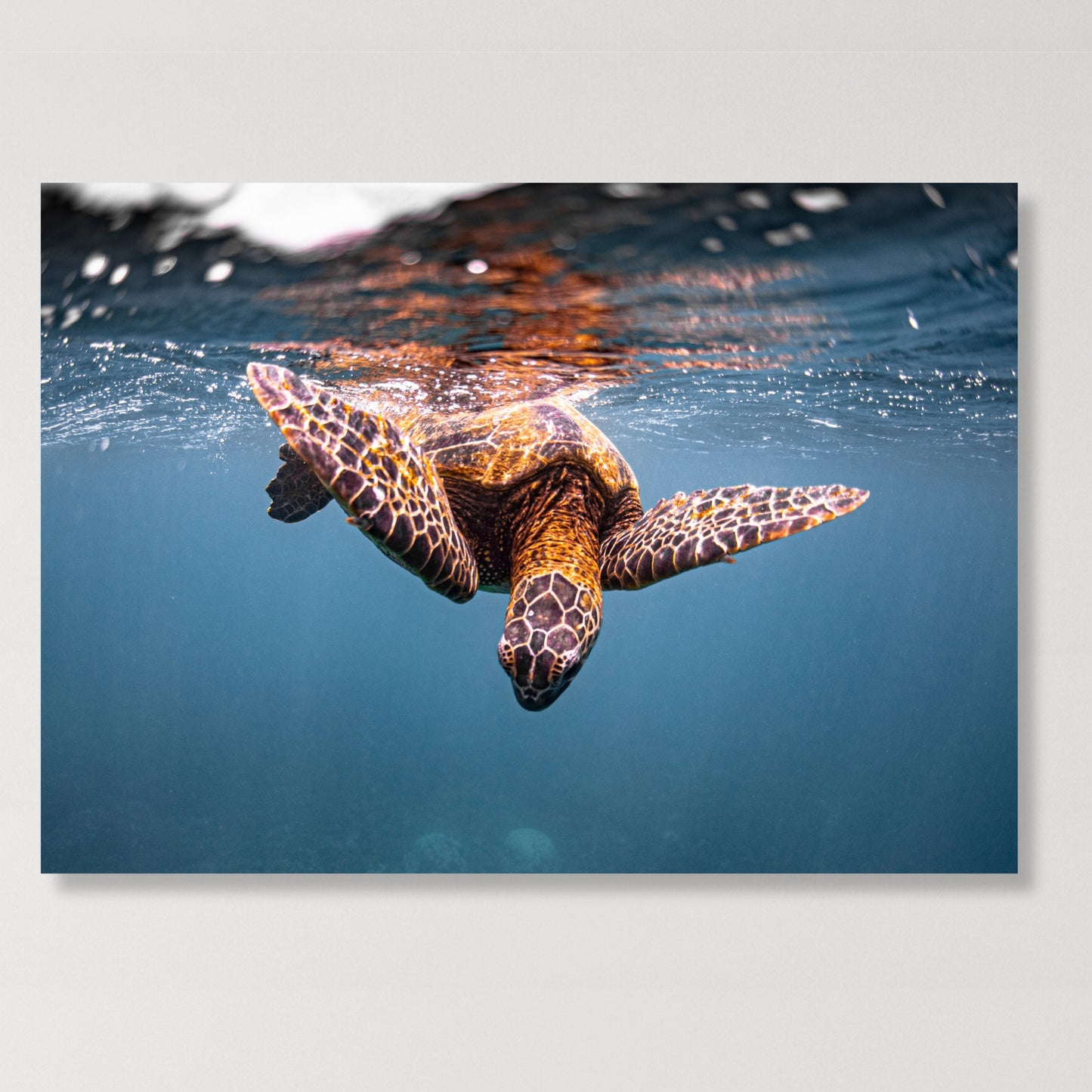 Turtle Curiosity Wall Art Canvas Print