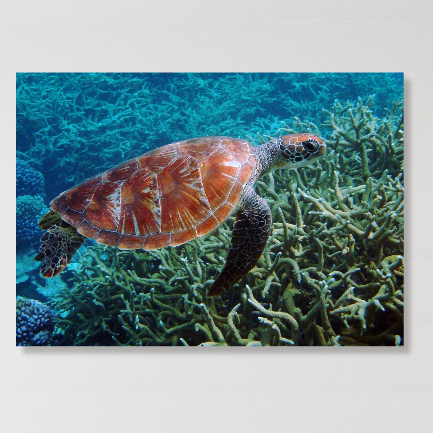 Turtle Reef Wall Art Canvas Print