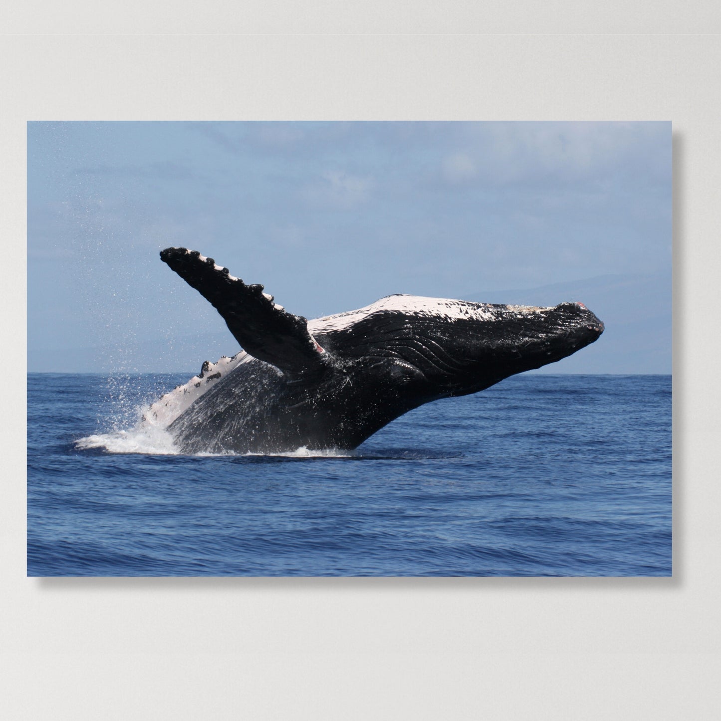 Humpback Breach Wall Art Canvas Print