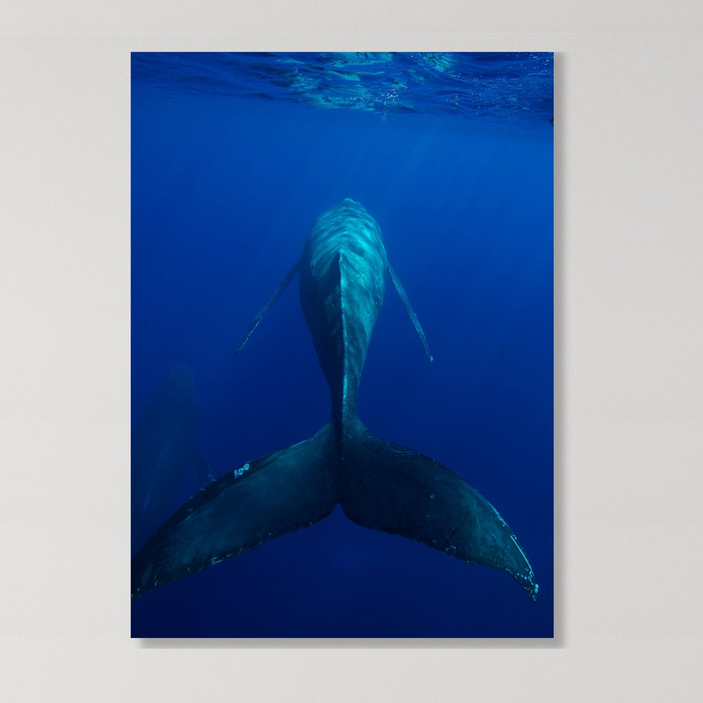 Swim On Wall Art Canvas Print